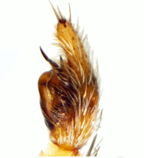 speciesimage