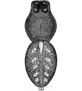 speciesimage
