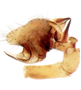 species