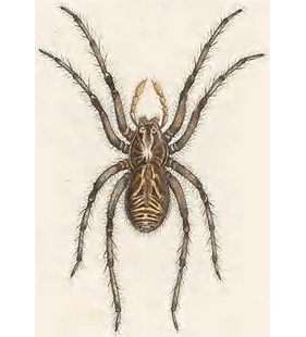 speciesimage