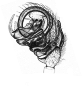 speciesimage