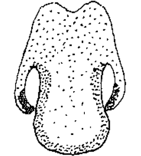 speciesimage