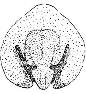 speciesimage