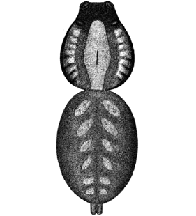 speciesimage