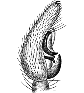 speciesimage