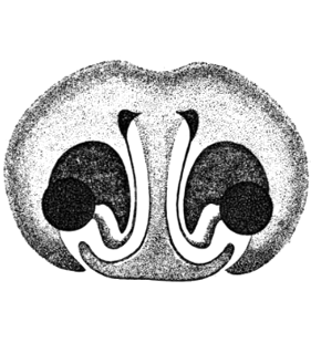 speciesimage