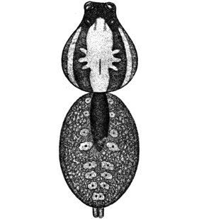 speciesimage