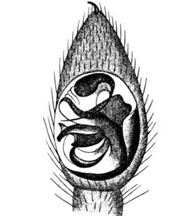 speciesimage