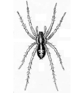 speciesimage