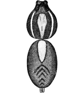 speciesimage