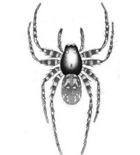 speciesimage