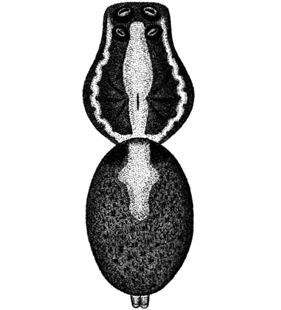 speciesimage