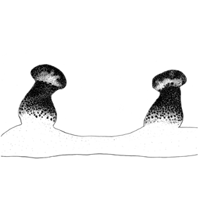 speciesimage