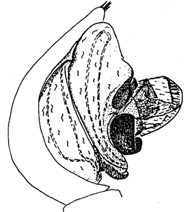 speciesimage