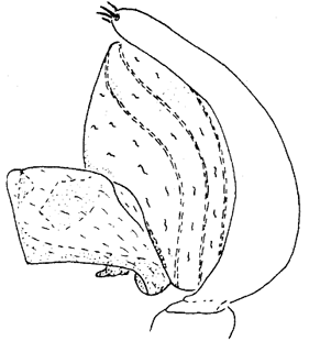 speciesimage
