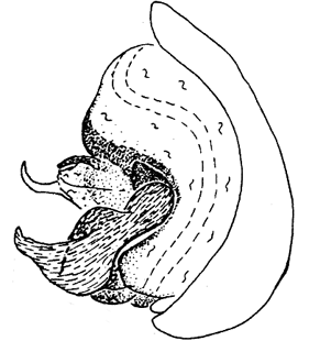 speciesimage