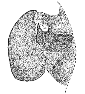 speciesimage