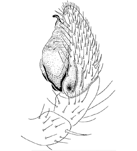 speciesimage