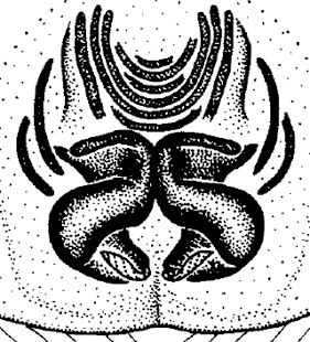 speciesimage