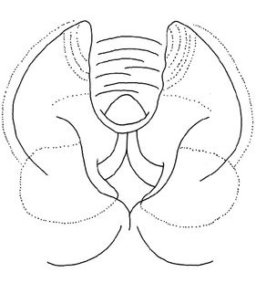 speciesimage