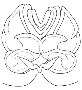 speciesimage