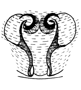 speciesimage