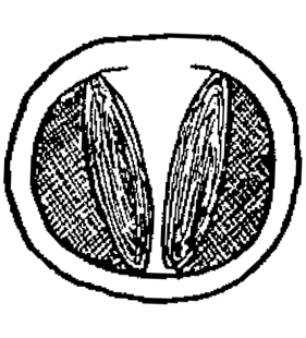 speciesimage