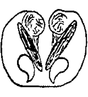 speciesimage