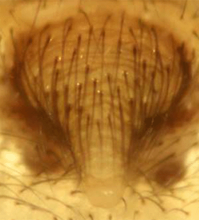 species