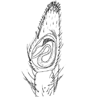 speciesimage