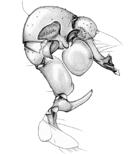 speciesimage