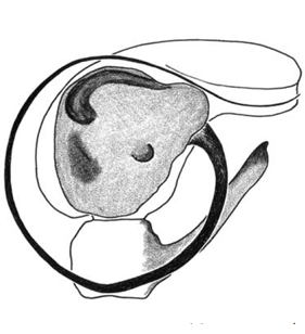 speciesimage