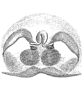 speciesimage