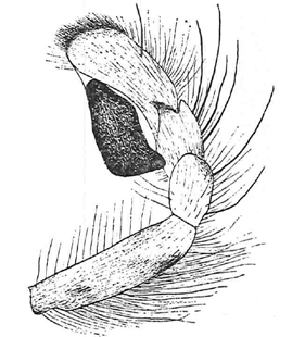 speciesimage
