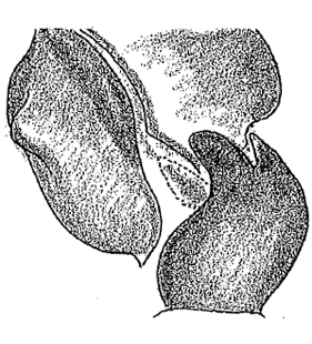 speciesimage