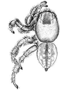 speciesimage