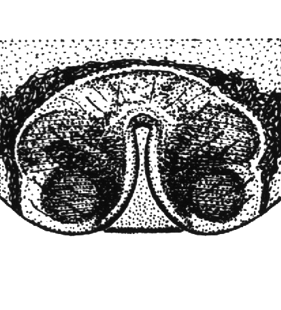 speciesimage