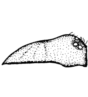 speciesimage