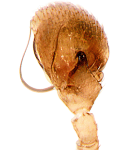 species