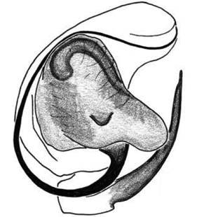 speciesimage