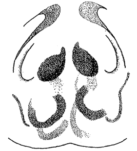 speciesimage