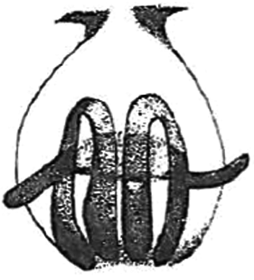 speciesimage