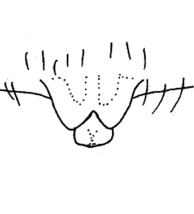 speciesimage