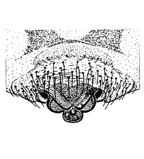 speciesimage