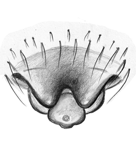 speciesimage
