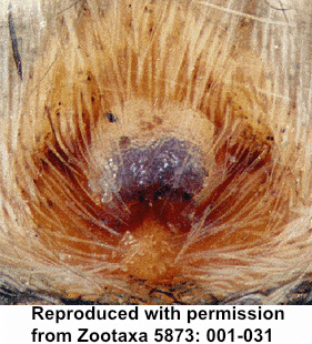 speciesimage