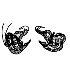 speciesimage
