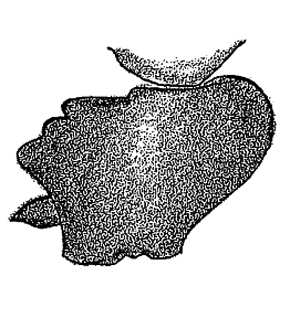 speciesimage