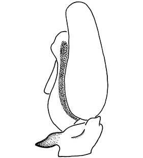 speciesimage