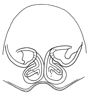 speciesimage